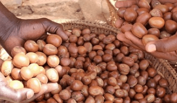 Concerns mount over potential shea nut export ban