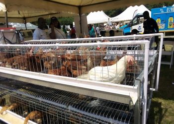 Government begins process of procuring birds for ‘Nkoko Nkitinkiti’ initiative