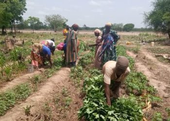 Youth-Led climate resilient farming initiative launched in Tamale