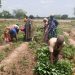Youth-Led climate resilient farming initiative launched in Tamale Youth-Led climate resilient farming initiative launched in Tamale