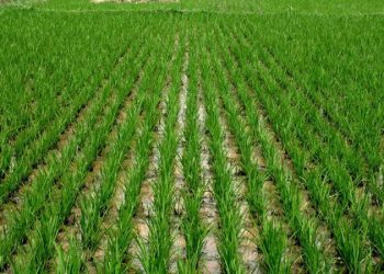 Government urged to pay critical attention to agricultural sector