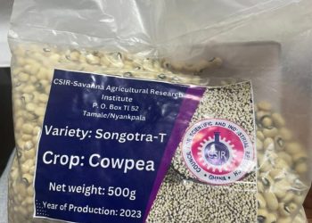 Why Songotra-T cowpea seeds availability is key for survival of farmers in Northern Ghana