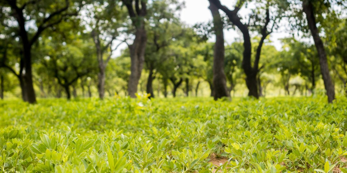 Reviving Degraded Lands: FMNR restores hope in Kassena-Nankana West