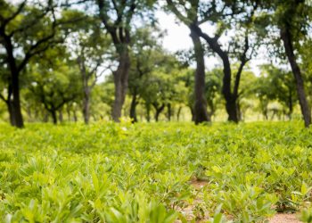 Reviving Degraded Lands: FMNR restores hope in Kassena-Nankana West
