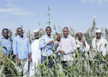 Sudan to adopt zinc-enriched sorghum to curb micronutrient deficiency and food system stress