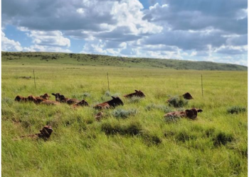 Farm attacks, livestock theft and illegal hunting: South Africa’s rural crime crisis is underestimated