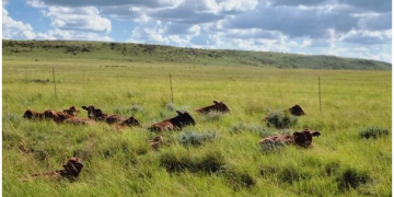 Farm attacks, livestock theft and illegal hunting: South Africa’s rural crime crisis is underestimated
