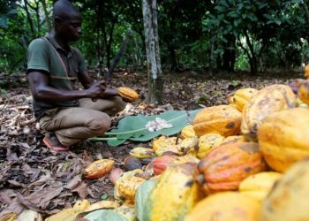 Cocoa farmers renew push for 70% share of global cocoa price