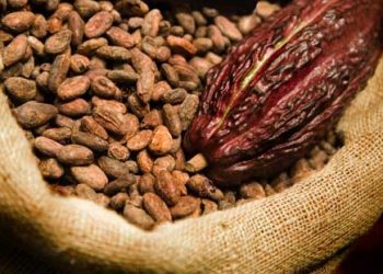 Ghana’s cocoa sector expands by 3.4% after six quarters of contraction