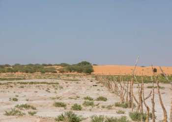 Over 46 Million Hectares at Risk: FAO Urges Action on Arab Land Degradation