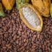 COFAAA Announces Africa Cocoa Summit & Awards 2025: One Voice, One Future – For a Thriving African Cocoa Economy COFAAA Announces Africa Cocoa Summit & Awards 2025: One Voice, One Future – For a Thriving African Cocoa Economy