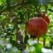Investing In the Seeds of Change: The Future of Pomegranates in Morocco