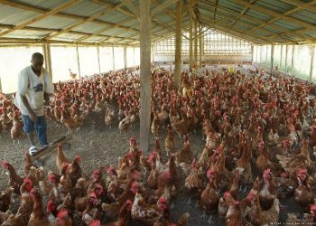 Reviving Ghana’s poultry industry: Call to action