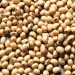 Soybean Production rises to 350,000 MT under SSPiNG Project Soybean Production rises to 350,000 MT under SSPiNG Project