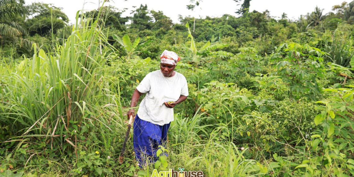 Ekua Hawa: A Story of Strength, Sacrifice and the Power of Farming Ekua Hawa: A Story of Strength, Sacrifice and the Power of Farming