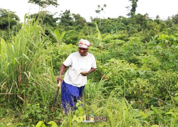 Ekua Hawa: A Story of Strength, Sacrifice and the Power of Farming