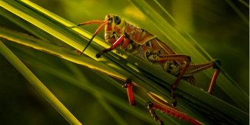 Turning Locust Plagues Into Protein Goldmines — How African Farmers Are Harvesting Insects for Feed and Food