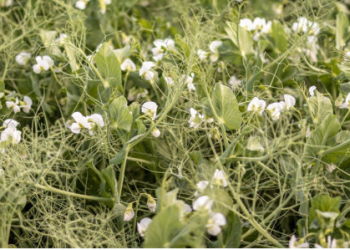 High-value crops of the future: Why native legumes are more than niche crops
