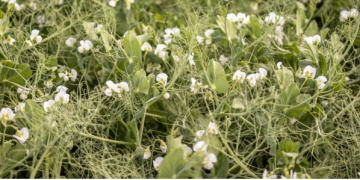 High-value crops of the future: Why native legumes are more than niche crops