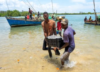 Anchored fish aggregating devices take the guesswork out of fishing