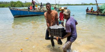 Anchored fish aggregating devices take the guesswork out of fishing