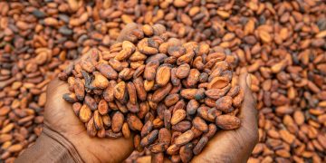 Government Set to Announce New Cocoa Producer Price Ahead of New Crop Season