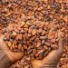 Government Set to Announce New Cocoa Producer Price Ahead of New Crop Season Government Set to Announce New Cocoa Producer Price Ahead of New Crop Season