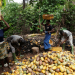 Cocobod warns of production drop amid heavy rains. Cocobod warns of production drop amid heavy rains.