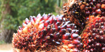 Oil palm sector faces sustainability crisis, as climate, market shocks persist