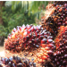 Oil palm sector faces sustainability crisis, as climate, market shocks persist Oil palm sector faces sustainability crisis, as climate, market shocks persist
