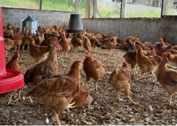 Hubbard receives grant to support dual-purpose poultry initiatives in Ghana and Mozambique