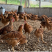 Hubbard receives grant to support dual-purpose poultry initiatives in Ghana and Mozambique Hubbard receives grant to support dual-purpose poultry initiatives in Ghana and Mozambique