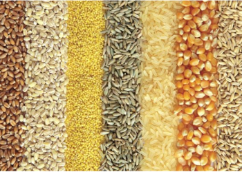 Sub-Saharan African Countries can Grow Enough Grains to Feed its Population by 2050 – New research