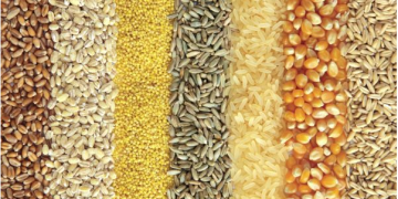 Sub-Saharan African Countries can Grow Enough Grains to Feed its Population by 2050 – New research