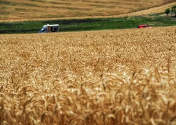 Grain under pressure: the Bunge-Viterra merger could cost farmers and consumers ,5 billion a year