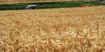 Grain under pressure: the Bunge-Viterra merger could cost farmers and consumers ,5 billion a year Grain under pressure: the Bunge-Viterra merger could cost farmers and consumers ,5 billion a year