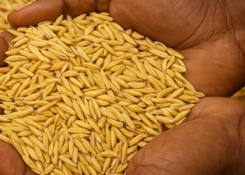 Grain glut threatens Ghana’s food security as 100,000 tonnes remain unsold