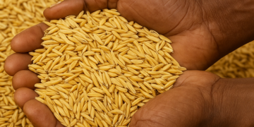 Grain glut threatens Ghana’s food security as 100,000 tonnes remain unsold Grain glut threatens Ghana’s food security as 100,000 tonnes remain unsold