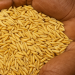 Grain glut threatens Ghana’s food security as 100,000 tonnes remain unsold Grain glut threatens Ghana’s food security as 100,000 tonnes remain unsold