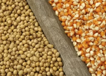 Gov’t directs buffer stock company to purchase grains from farmers