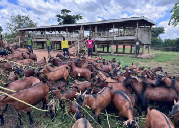 Uganda Unveils ‘Super Goat’ Breed Set to Transform Livestock Sector and Boost Exports