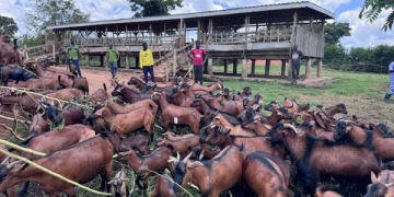 Uganda Unveils ‘Super Goat’ Breed Set to Transform Livestock Sector and Boost Exports Uganda Unveils ‘Super Goat’ Breed Set to Transform Livestock Sector and Boost Exports