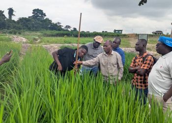 ACE4ES Builds Capacity of Scientists on Rice Methane Emission Research