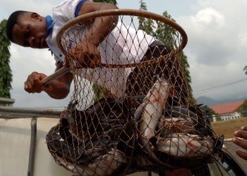 Cameroon: Fish farming makes a difference in the fight to improve living standards 