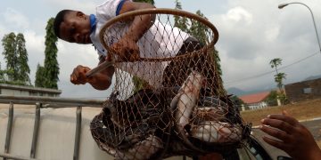 Cameroon: Fish farming makes a difference in the fight to improve living standards Cameroon: Fish farming makes a difference in the fight to improve living standards