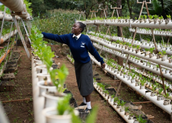 Sub-Saharan Africa Governments Expand School Feeding Programmes to 20 Million More Children, WFP Reports