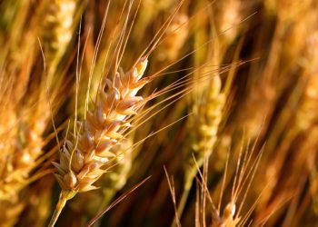 Arab Africa Trade Bridges (AATB) Program Launches Strategic Wheat Development Initiative in Mauritania 