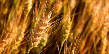 Arab Africa Trade Bridges (AATB) Program Launches Strategic Wheat Development Initiative in Mauritania  Arab Africa Trade Bridges (AATB) Program Launches Strategic Wheat Development Initiative in Mauritania