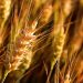 Arab Africa Trade Bridges (AATB) Program Launches Strategic Wheat Development Initiative in Mauritania  Arab Africa Trade Bridges (AATB) Program Launches Strategic Wheat Development Initiative in Mauritania