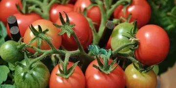New Vegetable Varieties Double Ghana Tomato Yields to 20 Tons Per Hectare New Vegetable Varieties Double Ghana Tomato Yields to 20 Tons Per Hectare